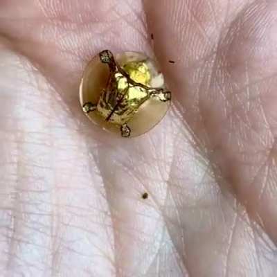 ? This beautiful Golden Tortoise beetle ?
