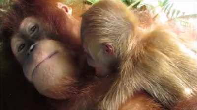 ? Mom orangutan with a newborn