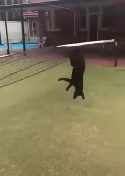 When a dog overestimates its own capabilities