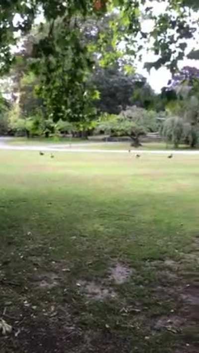 rageful monster attacké gentl quackerinis