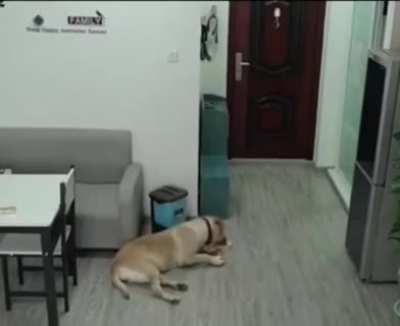 While the owner was sleeping, the dog opened the freezer, took out the ice cream, ate it and threw all the evidence in the trash??
