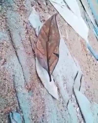 ? This is a Dead Leaf Butterfly found in Tropical Asia from India to Japan