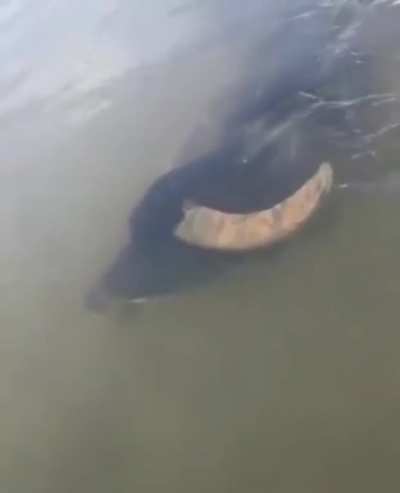 ? Under Water Buffalo ?