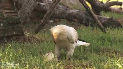 ? Egyptian vulture uses rock to crack an ostrich egg