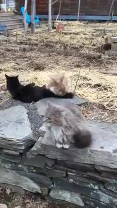 I get that rabbits like sex, but....