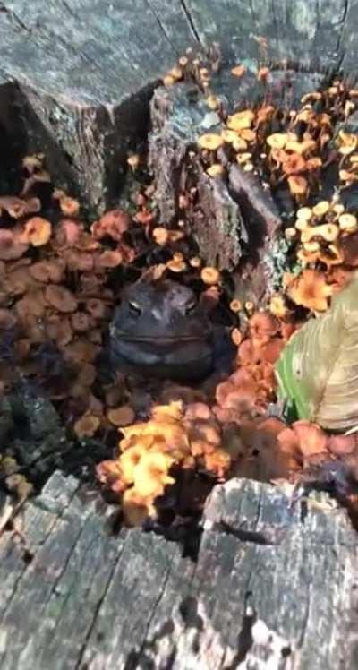 ? this large toad chilling in stump surrounded by orange mushrooms ?