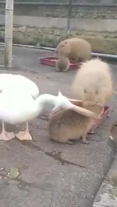 "Fuck.. it doesn't fit" sad Pelican noises