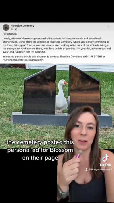 Lonely goose finds new partner ?