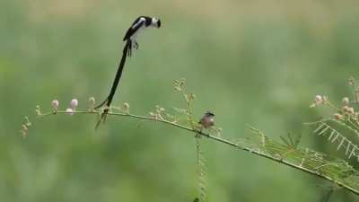 ? A Male Pin-Tailed Whydah (Vidua macroura) trying to attrack a female. ?