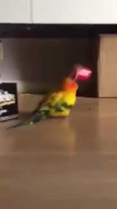 Who knew, plastic cups breaks your parrot