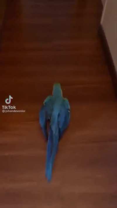 Man Raises Parrots From Birth, They Are Extremely Imprinted to Him