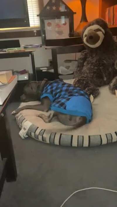 He’s fully asleep, his tail is not apparently