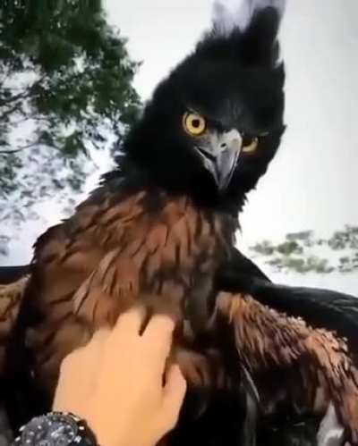 ? The endangered Black and Chestnut Eagle