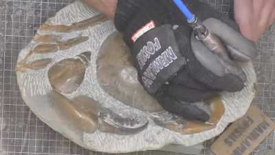 Removing the rock from a fossil crab - it took 208 hours. The crab is around 12-million-years-old