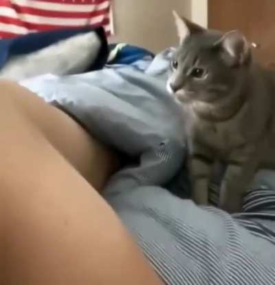 "Excuse me?" - nibbling kitten