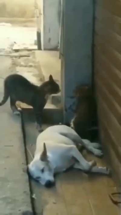 Wrong place to sleep