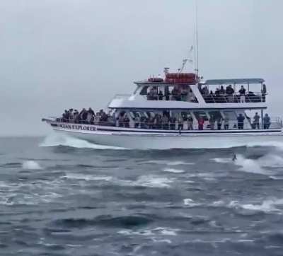 ? These dolphins are racing with the ship... ?