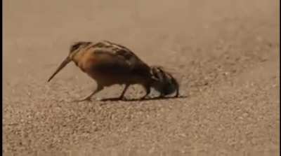 ? American woodcock luring worms ?