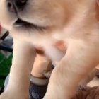 Smol pup goes awoo
