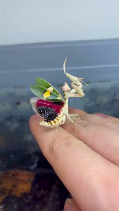 ? Mantises are master of mimicking nature, Yunnan Flower Mantis is the queen that mimics orchids..