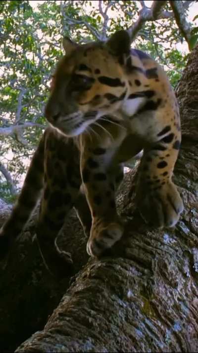 ? Very rare wild Clouded Leopard caught on trapcam