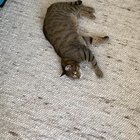 Cat reacting to celery