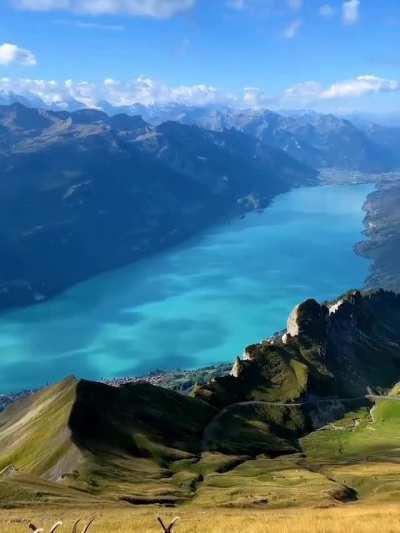 ? Wild Capricorn overlooking Lake Brienz in Switzerland