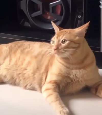 Mlem mlem blep