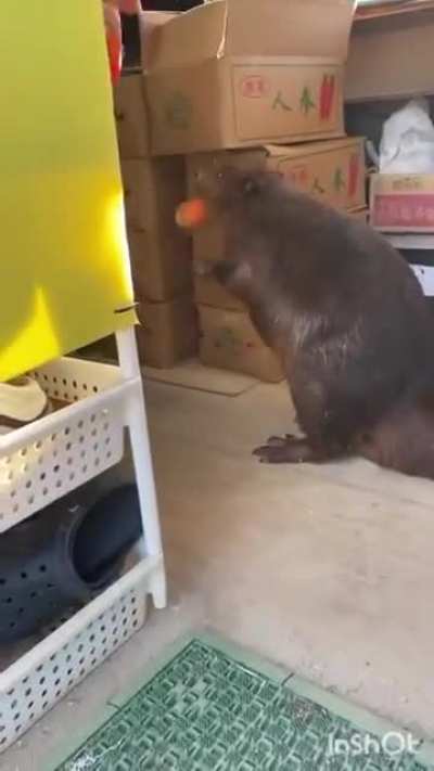Bober beaver