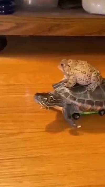 Ninja Turtle and His friend having fun ?