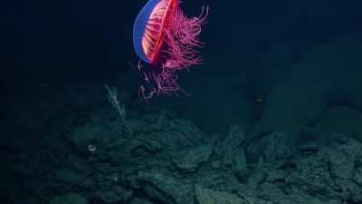 ? Fascinating Firework Jellyfish Spotted in Rare Deep Sea Footage