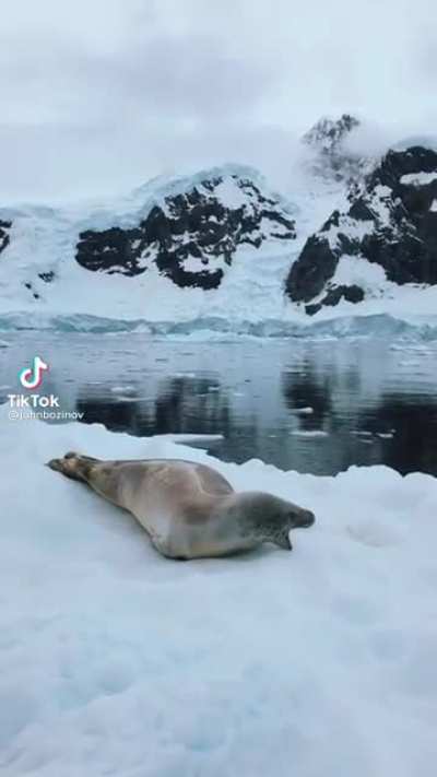Seal lion roars for us