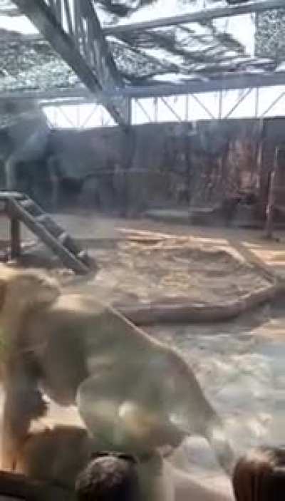 The zoo