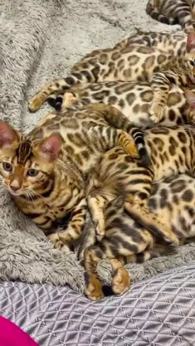 Little tigers ?