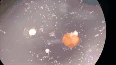 Researchers create the first living, AI-designed "Xenobots" that can self-replicate.