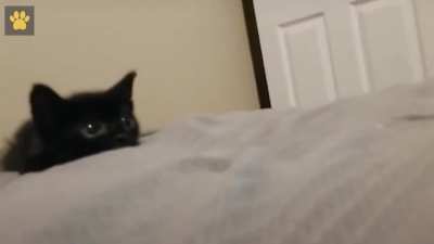 little black demon ??