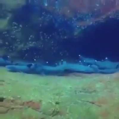 ? Guy filming resting Sharks & then...