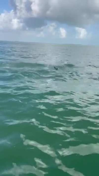 ? Dolphin launches fish for Seabird to catch it in mid-air
