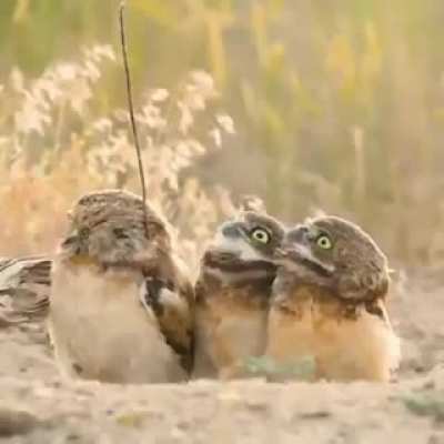 ? Owl comes out with a stick, his friends are amused