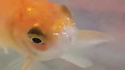 Eminem fish ?
