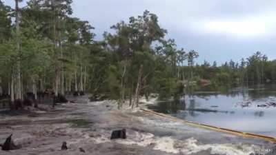 ? These trees being swallowed up by an underwater sinkhole in Bayou Corne, Louisiana.