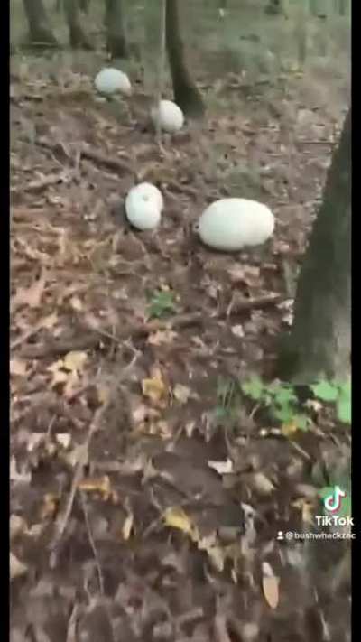 Mushroom side of TikTok goes hard: