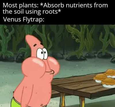 Eat every insect in it's radius