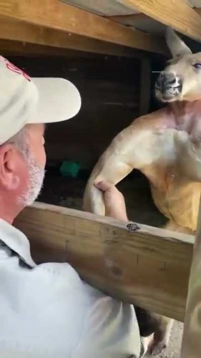 This muscular kangaroo.