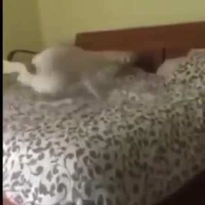 Doggo