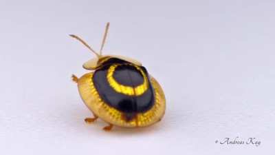 ? A golden target tortoise beetle