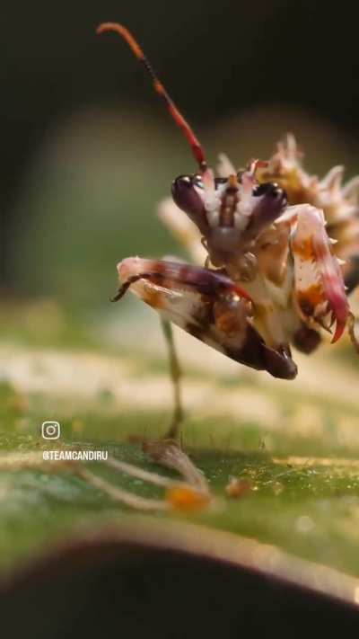 ? Spiny flower mantis hunting a fly.