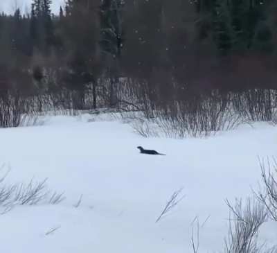 ? Perhaps no animals have more of a reputation for their playful nature than river otters and this is true in any environment, be it water or snow. This one has been caught using its belly to slide on the snow