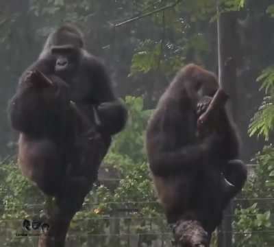 ?Family drama between Gorillas