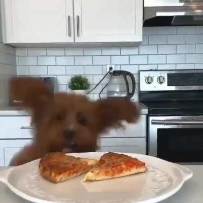 Small dog trying hard to reach a piece of pizza ?